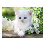 پازل 1500 قطعه رونز برگر مدل بچه گربه سفید - Image 3